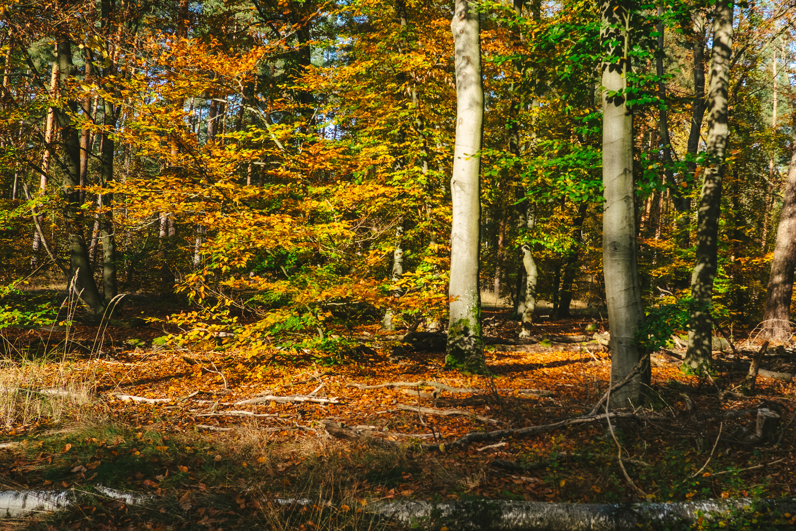 Ein Bild des Grunewalds im Herbst, Gelb leuchtendes Laub an einem Sonnigen Tag