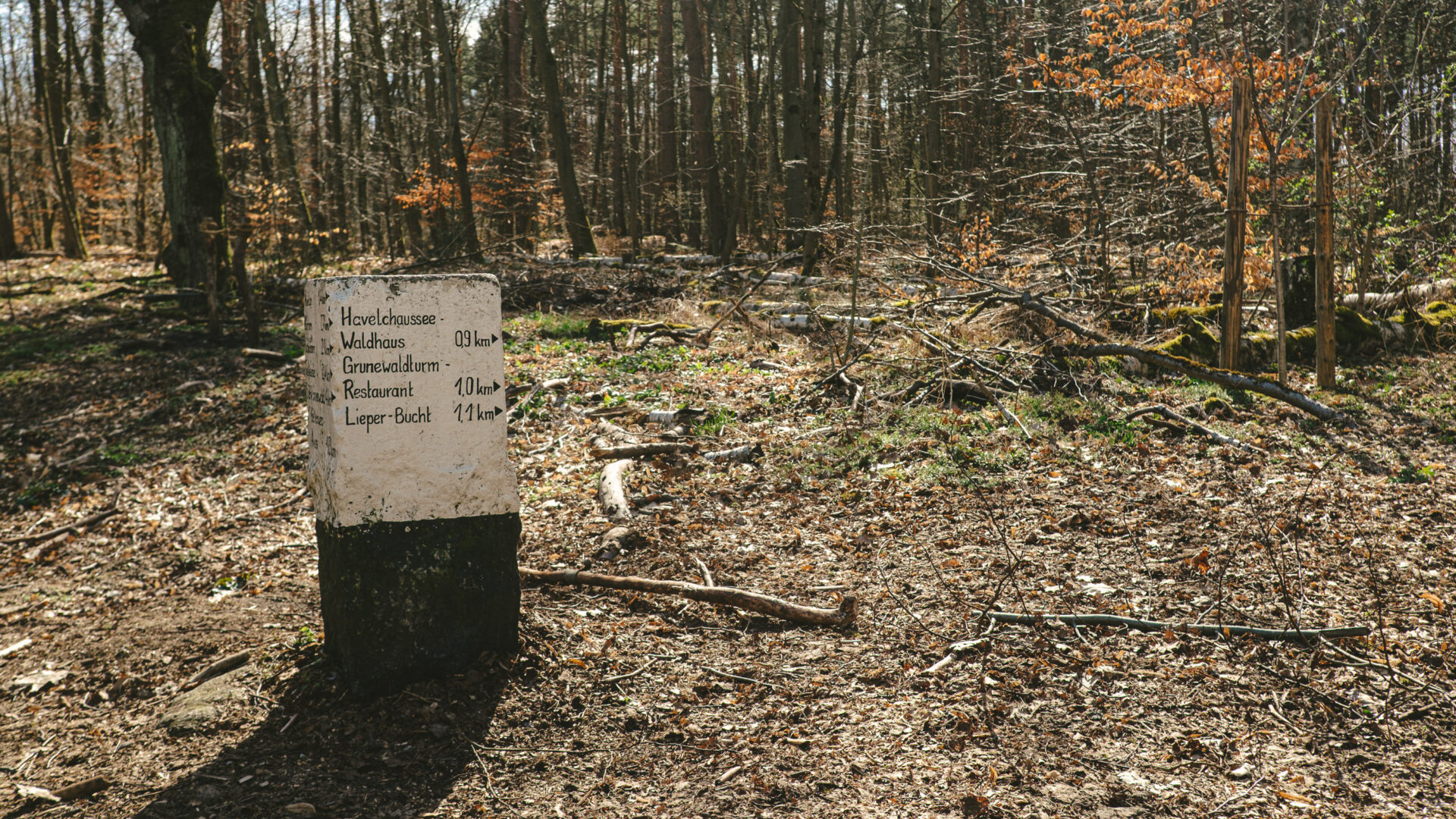 Ein Wegweise zum Grunewaldturm, mitten im Wald